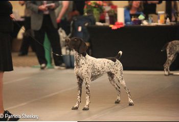 2019 NSS 6-9 Mos Puppy
