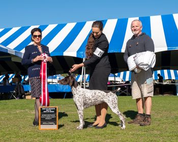 BOSS German Shorthaired Pointer Club of Orange County, Palm Springs, CA 2024 - Handled by Alex Hooper
