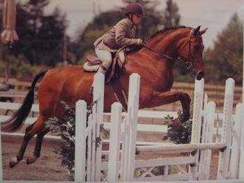 SOLD * Congratulations Claire MacDonald of Kelowna, BC. TBS Sega - Fancy 'A' Circuit Hunter/Jumper/Equitation Pony. 14 yrs old, 14.1 1/2 hh. Winning with 10 yr old aboard. Video available.
