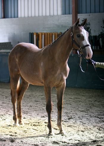 Leiland as a yearling.
