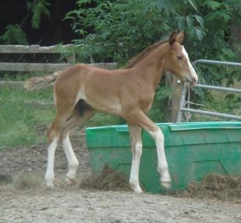 3/4 ISH colt by To Be Sure out of Louden Hill (RID), foaled June 2007, owned by Duncan and Lesley Kerfoot of Bradner BC. FOR SALE
