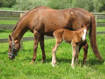 To Be True (Trudy). ISH filly by To Be Sure, out of TB mare. Foaled May 20, 2008.
