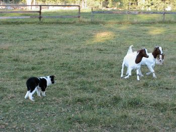 
In this photo the helper dog, under whistle command, is at once driving the goats across the field while preventing the goats from fleeing the pup. The goats are inticingly presented to the pup by the experienced dog. When positioned appropriately, the helper dog can present a situation to encourage the pup to circle, change directions or push the livestock. Handler intervention aides the procedure but is kept to a minimum. The 3 mo. old pup is under no pressure and is happily called off.


