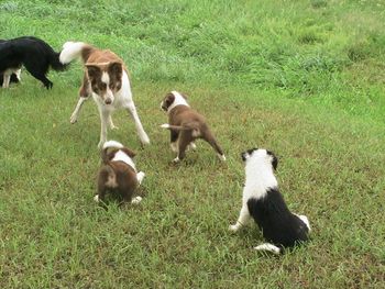Romping and play fighting, the pups will learn further communications, encouraged to engage, yet reprimanded when a boundary has been crossed.
