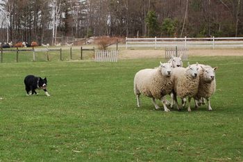 Leary sheep are indicated by shoulder to shoulder contact and high heads. The dog in control has not harassed or challenged them so they remain willing to take direction as she drives them through a course. She is holding just enough pressure to keep them together, much more and the sheep will scatter. The handler knows when and where to direct the dog by reading the movement and body language of the livestock.
