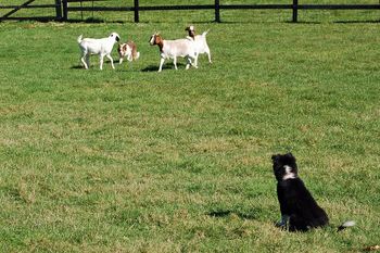 
This pup began lessons with his owner in handler/stockdog communication at nine weeks old. At 10 weeks old a brief session with ducks topped off the lesson. At 12 weeks old, an introduction to goats followed the lesson in communication. In this photo, the helper dog is presenting the goats to the studious pup. The following photo is of the same pup moments later.


