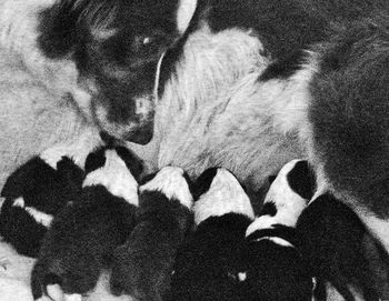 The familiar rhythmic heartbeat echoing from within her soft warm body comforts the pups, in newborn darkness. For the next eight weeks she will feed, clean, protect and guide them. She will respond to their grunts and whimpers with a nudge from her nose or a touch of her tongue. With passing days they will compete for her milk and attention.
