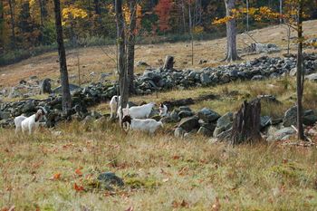 The wise goats gravitated to stonewalls where they attempted to evade the young dog. They created an opportunity for the handler to teach the dog to navigate obstacles. The dog was encouraged to read the goats, hold ground with her presence and use pressure only if necessary. She gained confidence in herself and in the handler.
