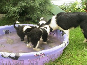 With increasing confidence the pups enjoy growing independence and new experiences with other dogs.

