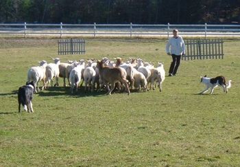 
This five month old pup is experiencing her first session with a lagre group of sheep. In this photo the black dog is keeping the flock together while helping the pup drive the sheep through the panels. The handler is moving backwards while stepping to the side, tapping the ground with a stick to show the pup where not to tread. No direct pressure put on the pup. The handler will continue to back through the panels, tapping the stick on the ground when necessary.


