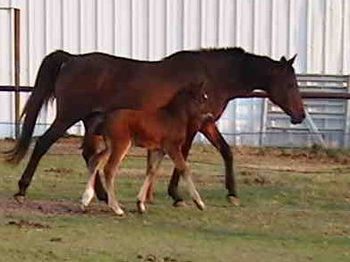 Noni and her 2nd foal, Chit Chat, by Dixie Chatahoochie, a welsh pony
