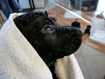 First bath for Bryce and company. Monday 2/17
