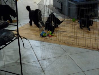 Our miniature poodle Stella playing with puppies.
