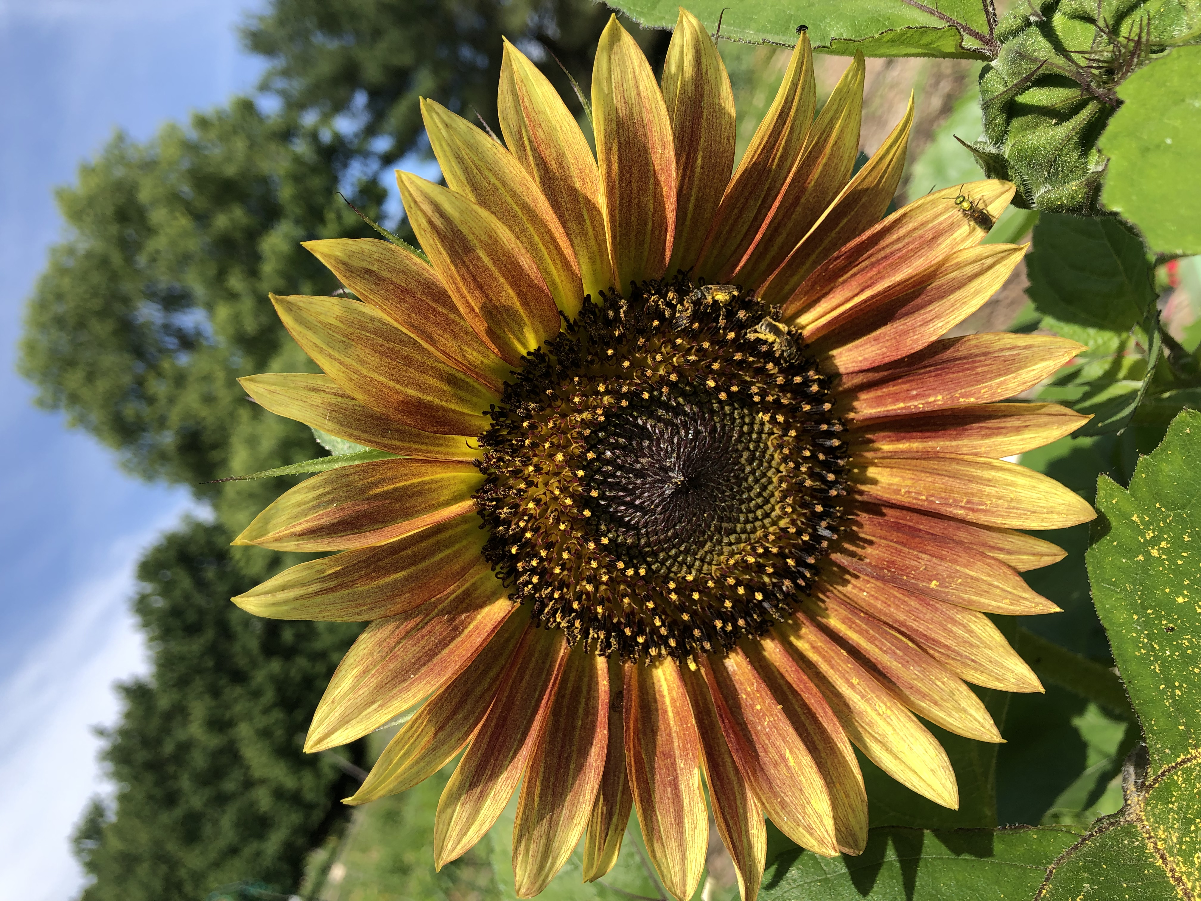 The first sunflower bloom. 