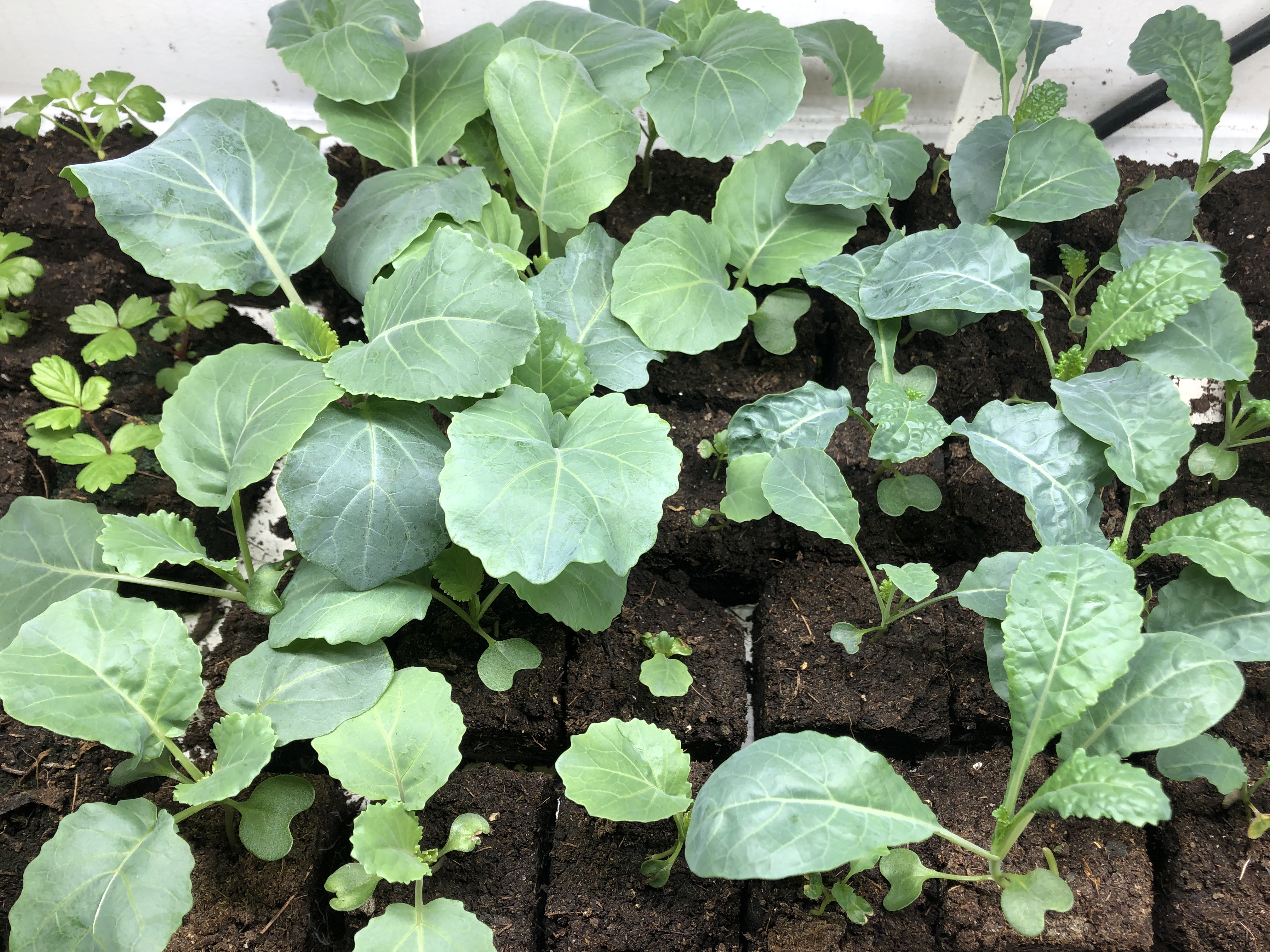 Collard, lacinato kale, and strawberry seedlings growing in soil blocks under grow lights. 