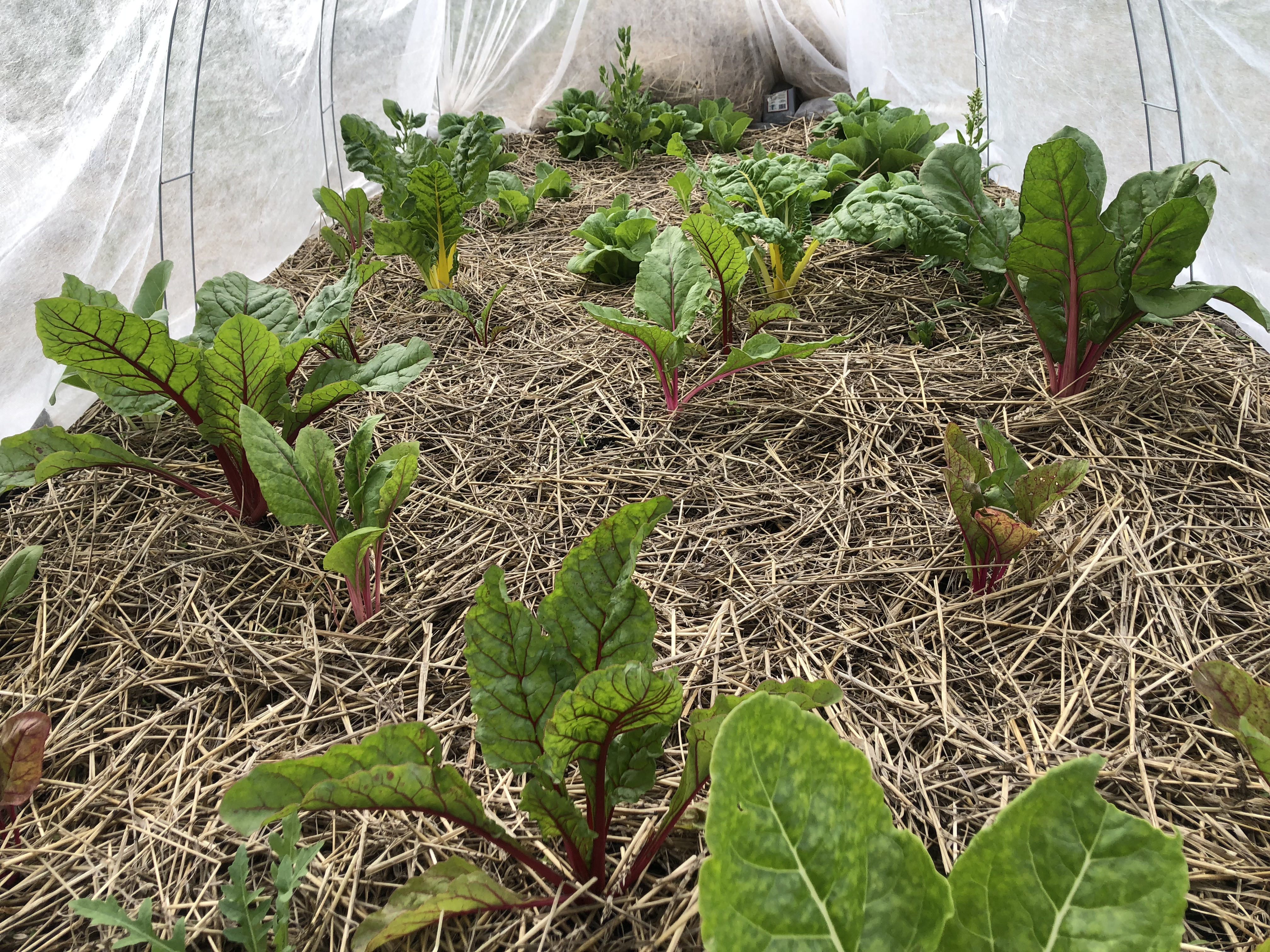 Swiss chard (and spinach bolting in the back) beneath row covers in a garden.