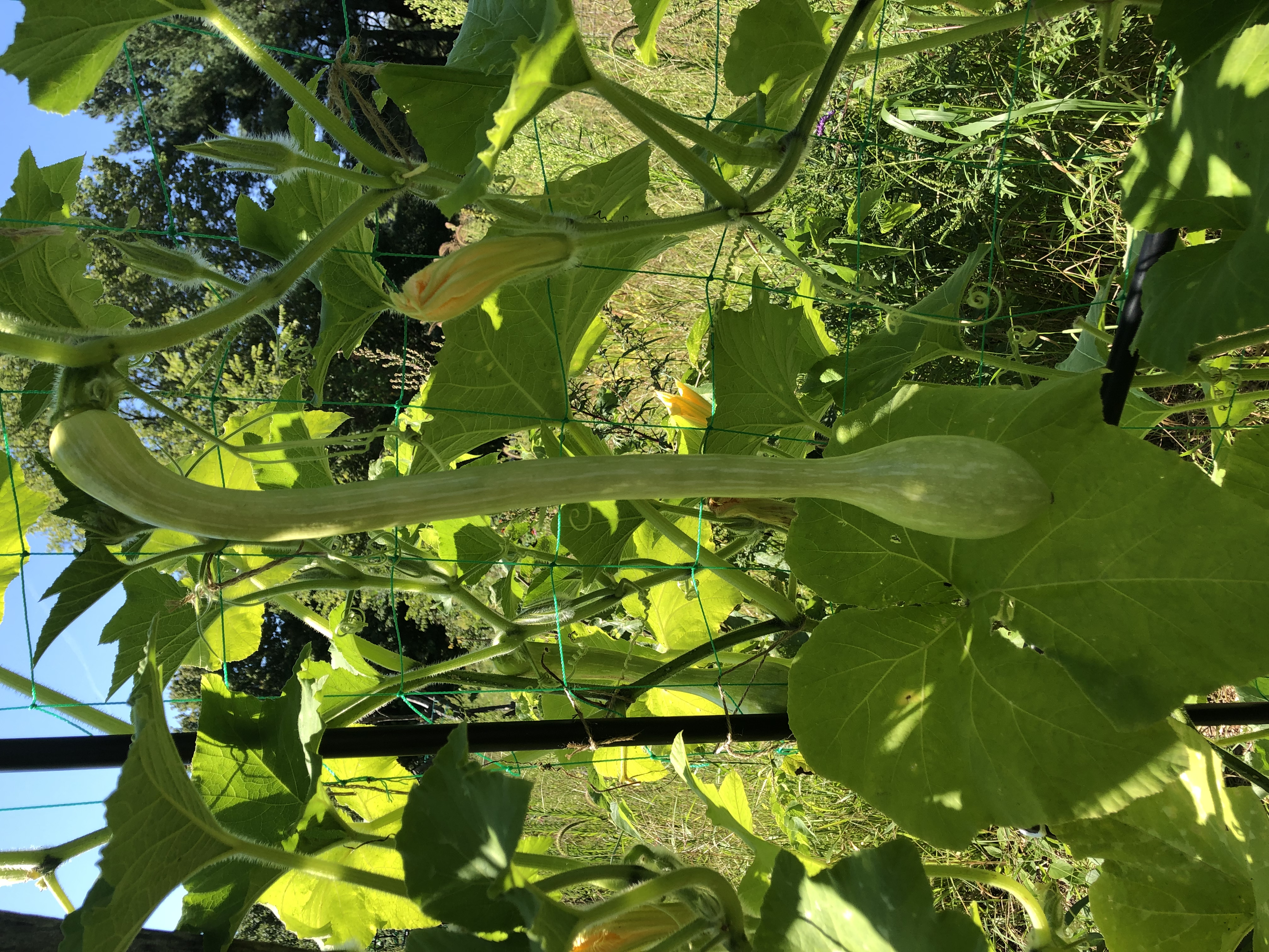 Tromboncino squash hangs from a vine. 