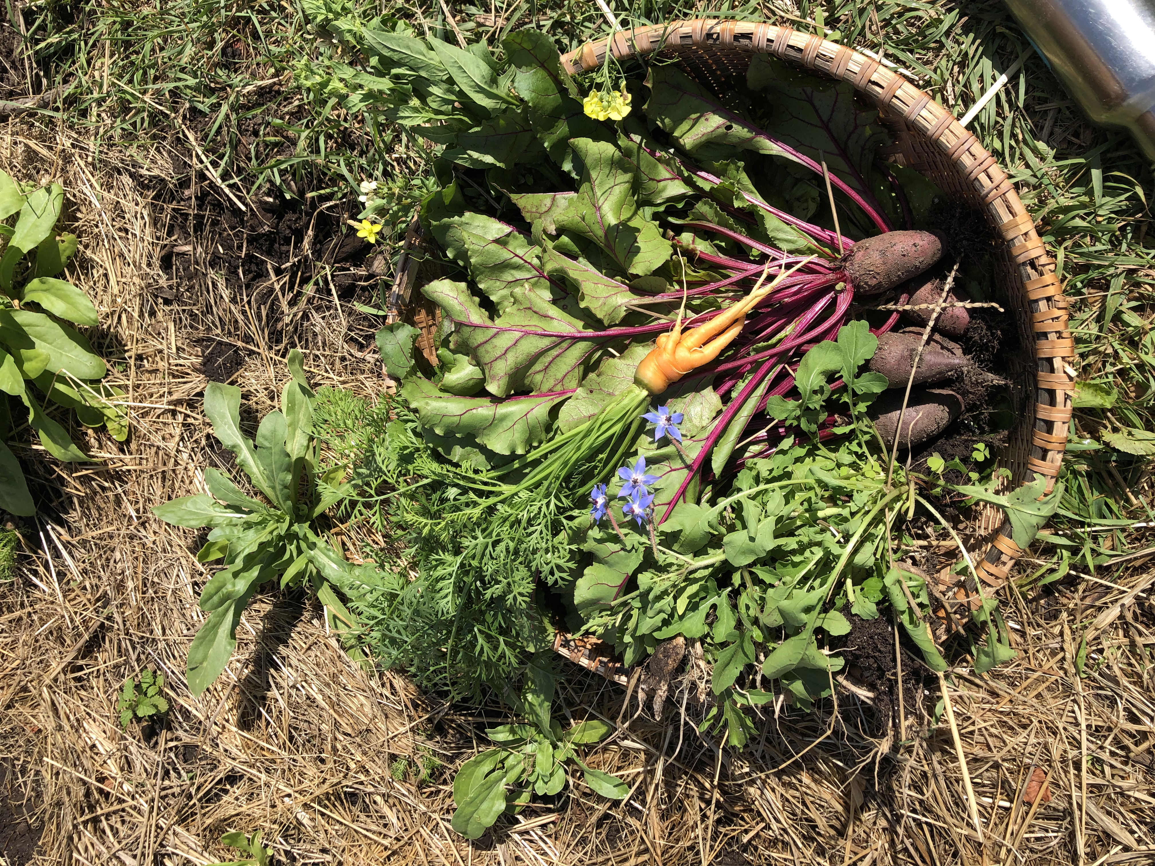 A harvest basket with beets, greens, and the first carrot of the season. 