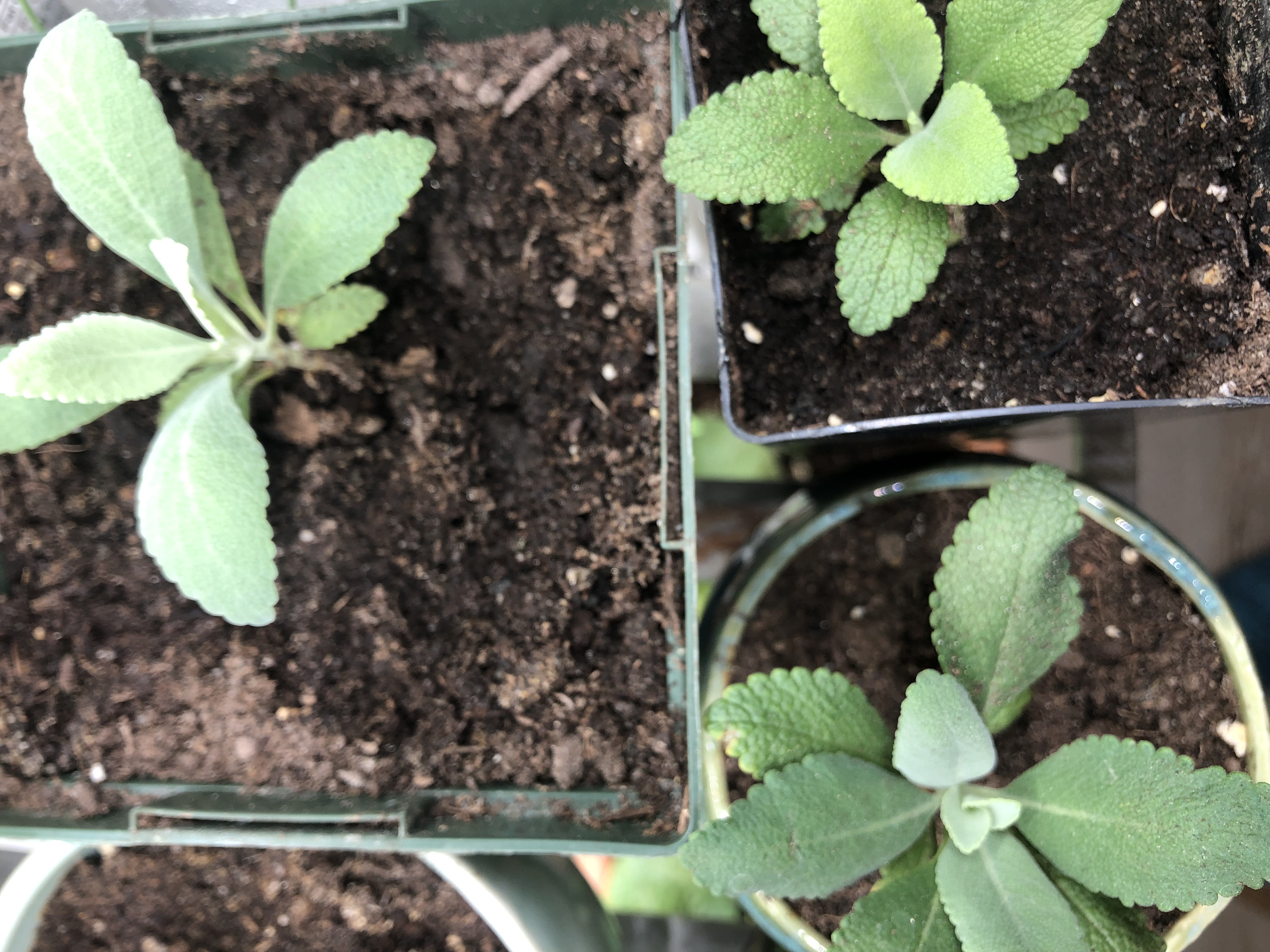White sage seedlings growing under grow lights in containers.