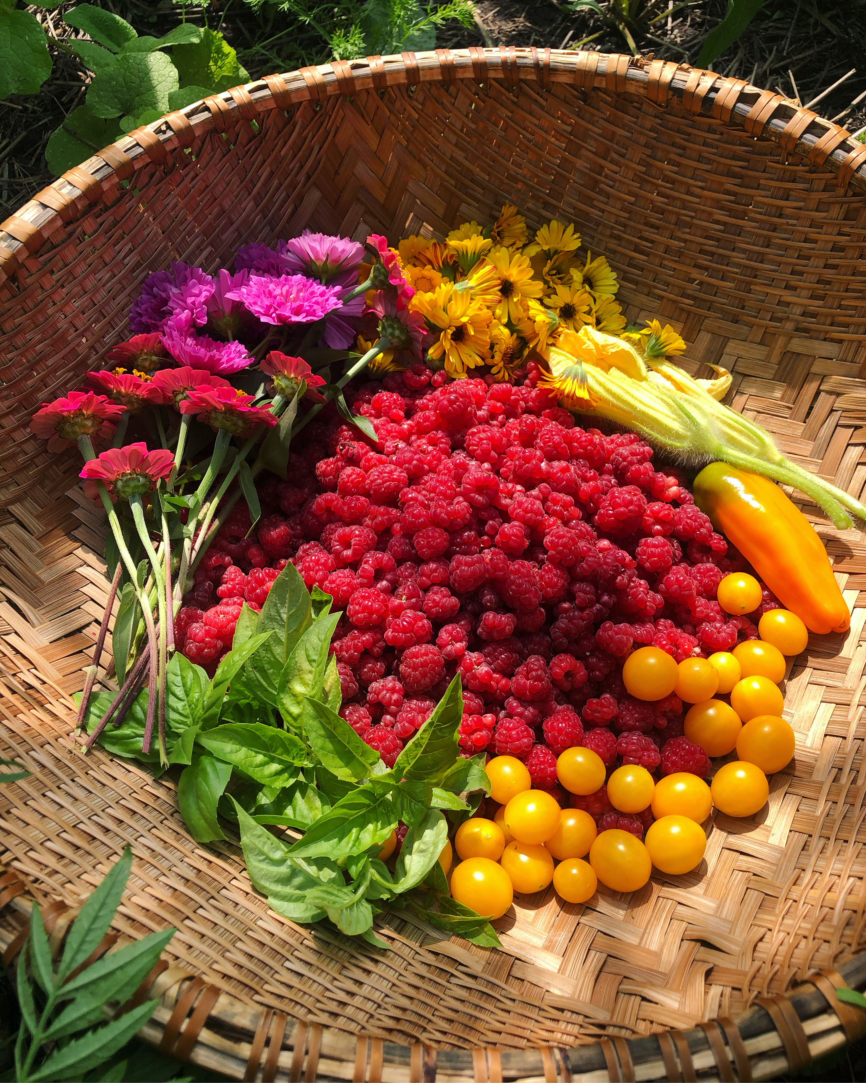 A harvest basket filled with raspberries, flowers, tomatoes, and herbs. 