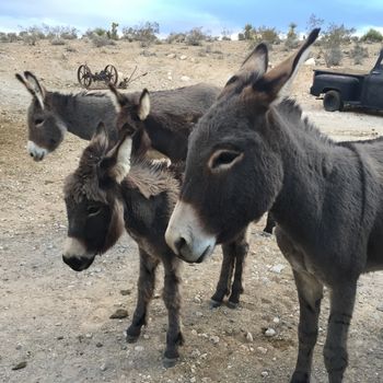 The wild burro family that comes down to visit our stable. Awww. Actually, it's not really a good thing but all we girls love them.
