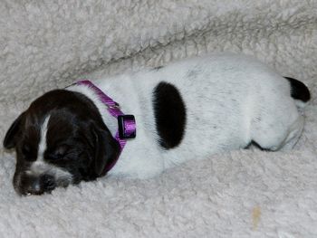 12 days old ~ 2 lbs.
