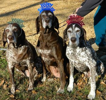 Happy 12th Birthday to Ginger & littermates Koko & Ditto ~ 3 Jan 2013
