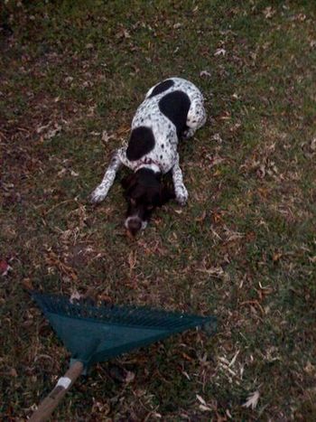Hazel stalking the rake
