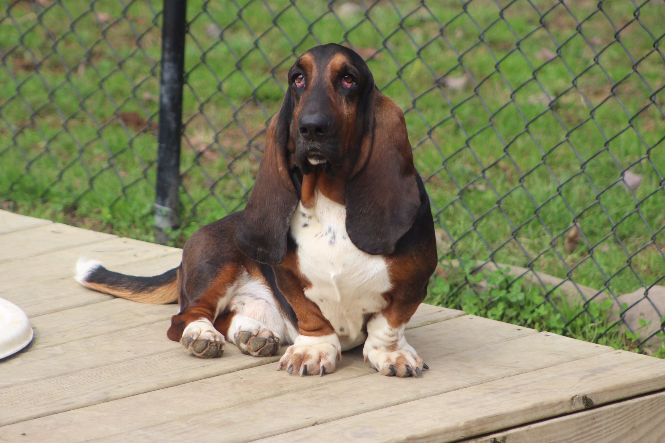 Basset Hounds In West Virginia