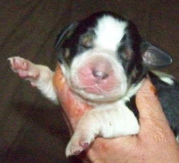 This is a blue roan pup shortly after birth.  You can see she looks like a black and white tri now.
