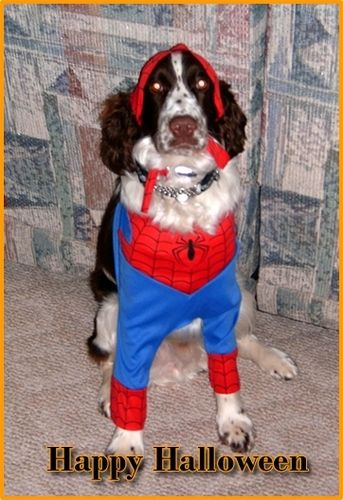 I love Holloween! even had a costume.. Spider dog~!
