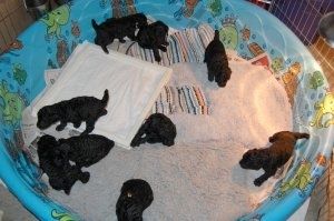 The puppy nursery- lots of textures to explore!

