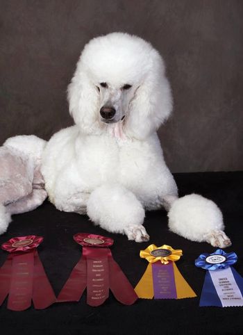 With all his ribbons after earning his UKC conformation Championship in 2013
