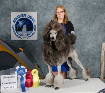 Bronco at 15 months at UKC shows
