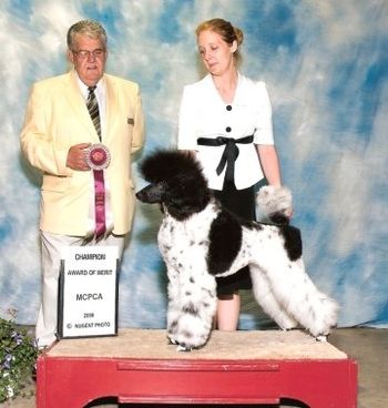 UKC CH. Vintage Attire by Amandi (Roxie) recieving an Award of Merit at the Multicolor Poodle Speciality at Premier.
