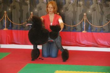 Winning Best in Show at the Twin Cities Poodle club Match - summer 2010

