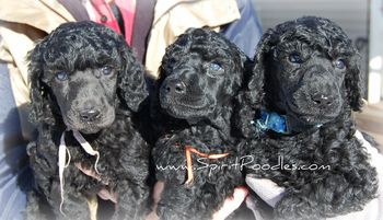 Our 3 blue/grey pups at 5 weeks old
