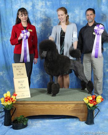 2 Best in Shows and a Reserve Best in Show in one weekend!! 5/2011
