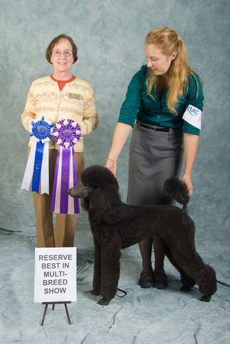 Reserve Best in Show in 2012

