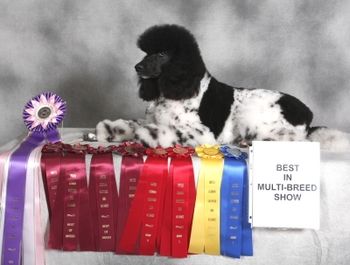 Roxie with her ribbons from one weekend!
