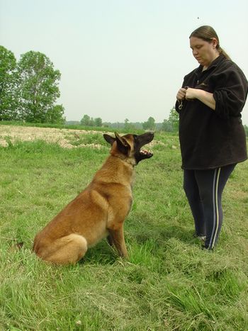 3 years old. Working on some obedience.
