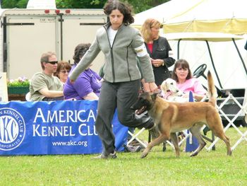 "Blade" in the Ring in New York, the weekend his achieved his AKC championship.

