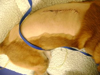Blade's incision - post surgery.
