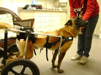 Blade at the Rehab hospital in his Wheel Cart, March 2010. He was completely paralyzed in his rear at this time.
