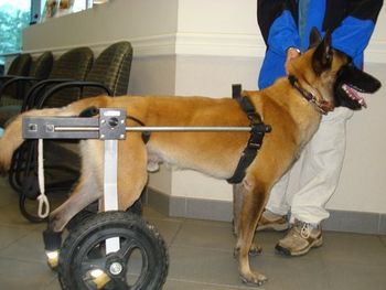 Pic taken June 9, 2010 at Rehab. He is standing on his own - the cart helps with his balance.
