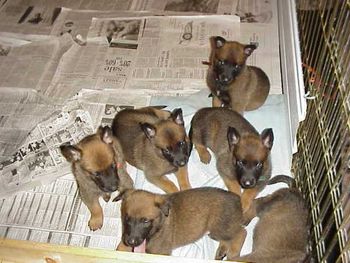 Blade with his litter at 5 weeks. He is the pup with the drop ears.
