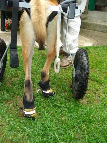 Blade learning to walk again. He has more confidence and stability in the cart. He still trips and catches a toe - the boots protect his feet.
