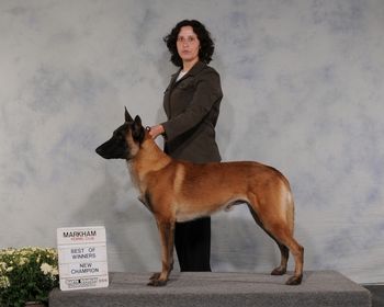 Blade's Canadian Championship picture. Gorgeous example of Malinois. Very masculine, with excellent movement, substance, temperament and drive.
