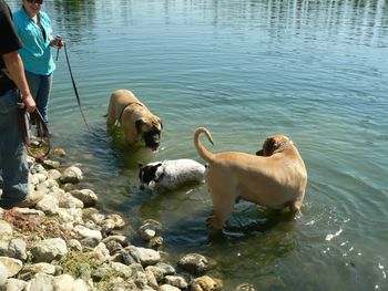 Some of the dogs cooling off in the pond.
