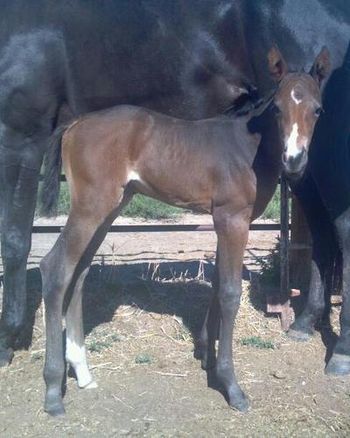 First Famous Fiona, 2012 filly, one day old, Last Chance At Fame x First Raven (First Wrangler)
